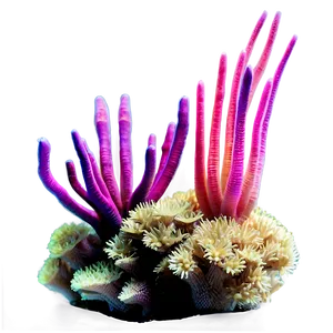 Threatened Coral Species PNG 05242024