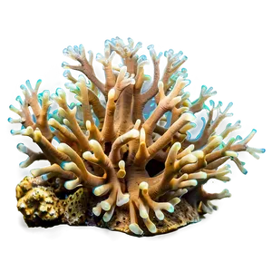 Threatened Coral Species PNG Ytw17