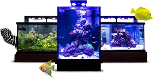 Three Aquarium Setupwith Fish PNG image