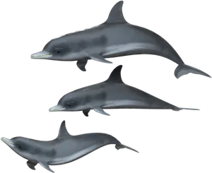 Three Dolphins Against Black Background PNG image
