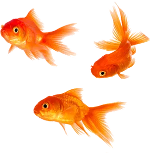 Three Goldfish Swimming