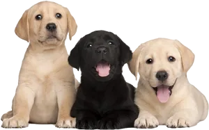 Three Labrador Puppies Smiling PNG image