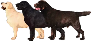 Three Labrador Retriever Coat Colors PNG image