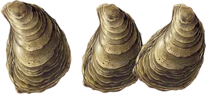 Three Oysters Isolatedon Transparent Background PNG image