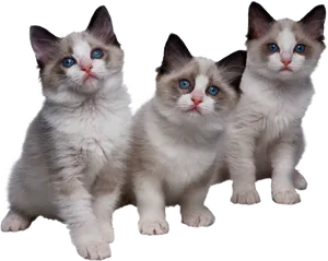 Three Ragdoll Kittens Together PNG image