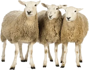 Three Sheep Friends PNG image