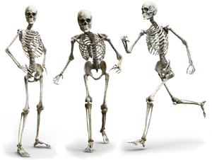 Three Skeletons Posing PNG image