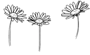 Three Sketch Daisies PNG image