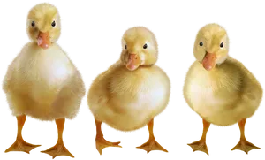 Three Yellow Ducklings Standing PNG image