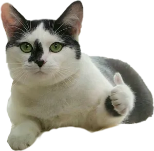 Thumbs Up Cat Meme PNG image