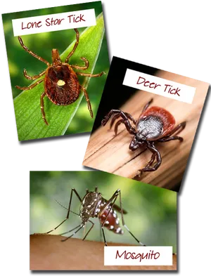 Ticksand Mosquito Identification PNG image