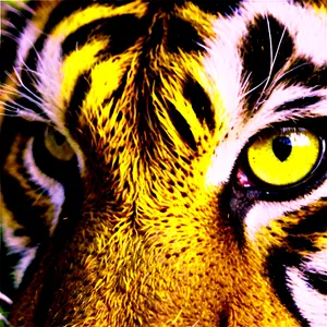 Tiger Eyes In The Jungle PNG 21 PNG