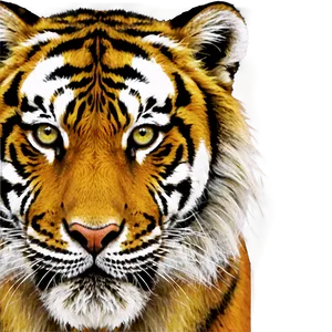 Tiger Face B
