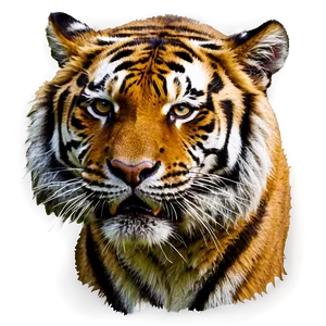 Tiger Face C