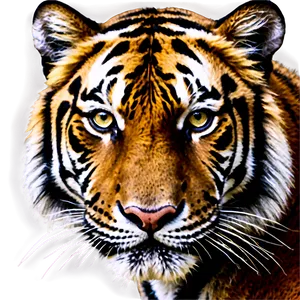 Tiger Face Close-up PNG Gur15 PNG