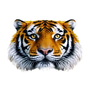 Tiger Face Close-up PNG Wlo87