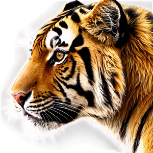 Tiger Face In Detail PNG 66 PNG