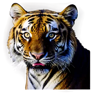 Tiger Face On Dark Background Png 06252024 PNG image