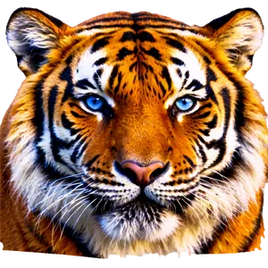 Tiger Face With Blue Eyes PNG Frp PNG