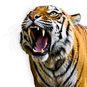 Tiger Face With Open Mouth Png 06252024 PNG image