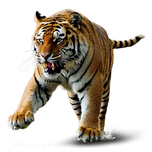 Tiger In Attack Mode PNG 06252024 PNG