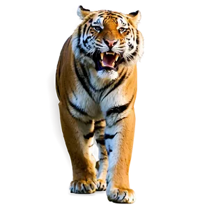 Tiger In Attack Mode Png 55 PNG image