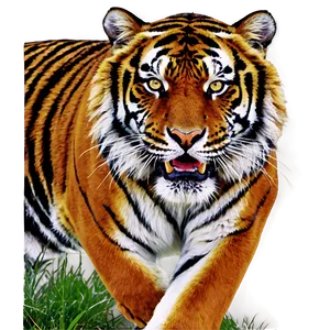 Tiger In Furious Stance Png Vay PNG image