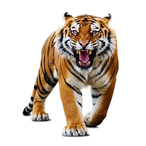 Tiger In Savage Roar PNG 22 PNG
