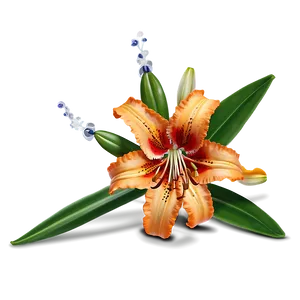 Tiger Lily Flower Png 06272024 PNG image