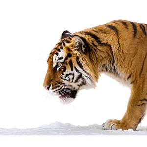 Tiger On The Prowl PNG 06252024