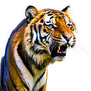 Tiger's Fierce Warning PNG 06252024