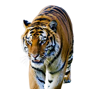 Tiger's Fierce Warning PNG Jxh