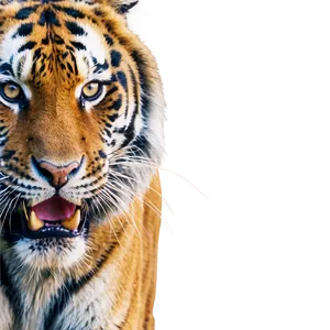 Tiger's Fierce Warning Png Slu PNG image