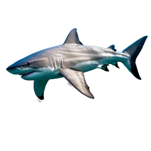 Tiger Shark And Diver PNG 24
