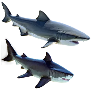 Tiger Shark Eco System PNG 14