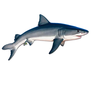 Tiger Shark Evolution Chart PNG 06212024