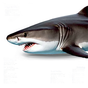 Tiger Shark Evolution Chart PNG 49