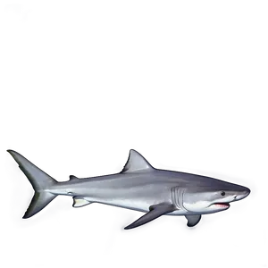 Tiger Shark In The Wild PNG 06212024