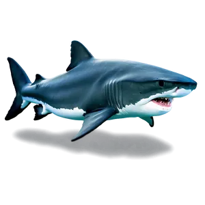 Tiger Shark Profile Picture PNG 06212024 PNG