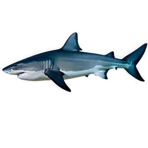 Tiger Shark School Of Fish PNG Evp57 PNG