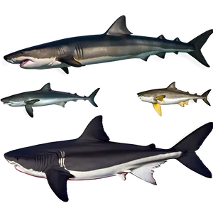 Tiger Shark Species Comparison PNG 73 PNG