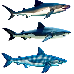 Tiger Shark Species Comparison PNG Nap