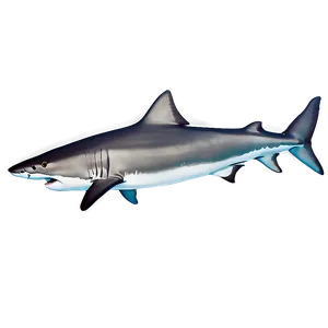 Tiger Shark Swimming Clipart Png 06212024 PNG image