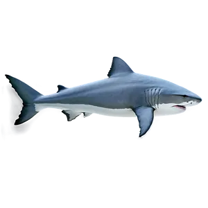 Tiger Shark Top View PNG Eyc PNG