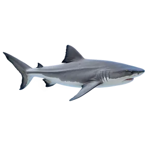 Tiger Shark With Tropical Fish PNG Ygi