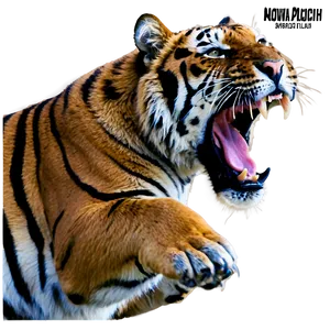 Tiger Showing Teeth PNG 36 PNG