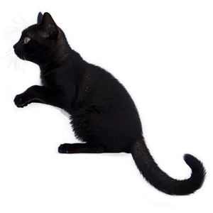 Tiny Cat Meme PNG 05212024