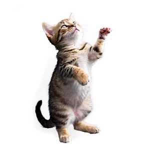 Tiny Cat Meme PNG Cpb46