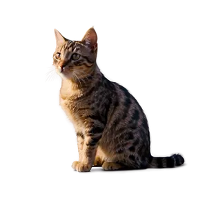 Tiny Cat Meme PNG Dhh7