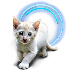 Tiny Kitten PNG 05232024